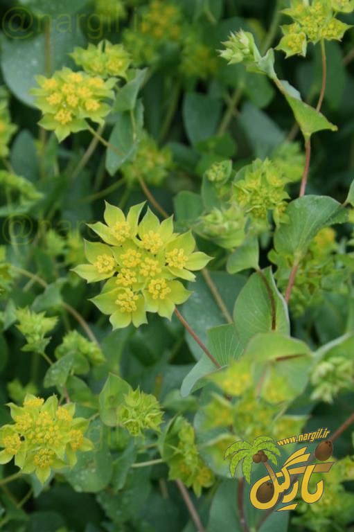 bupleurum rotundifolium
